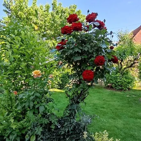 Forrás Balatonfüred